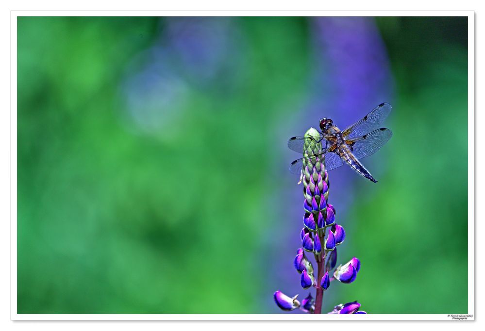 *** Libelle auf Lupine *** 