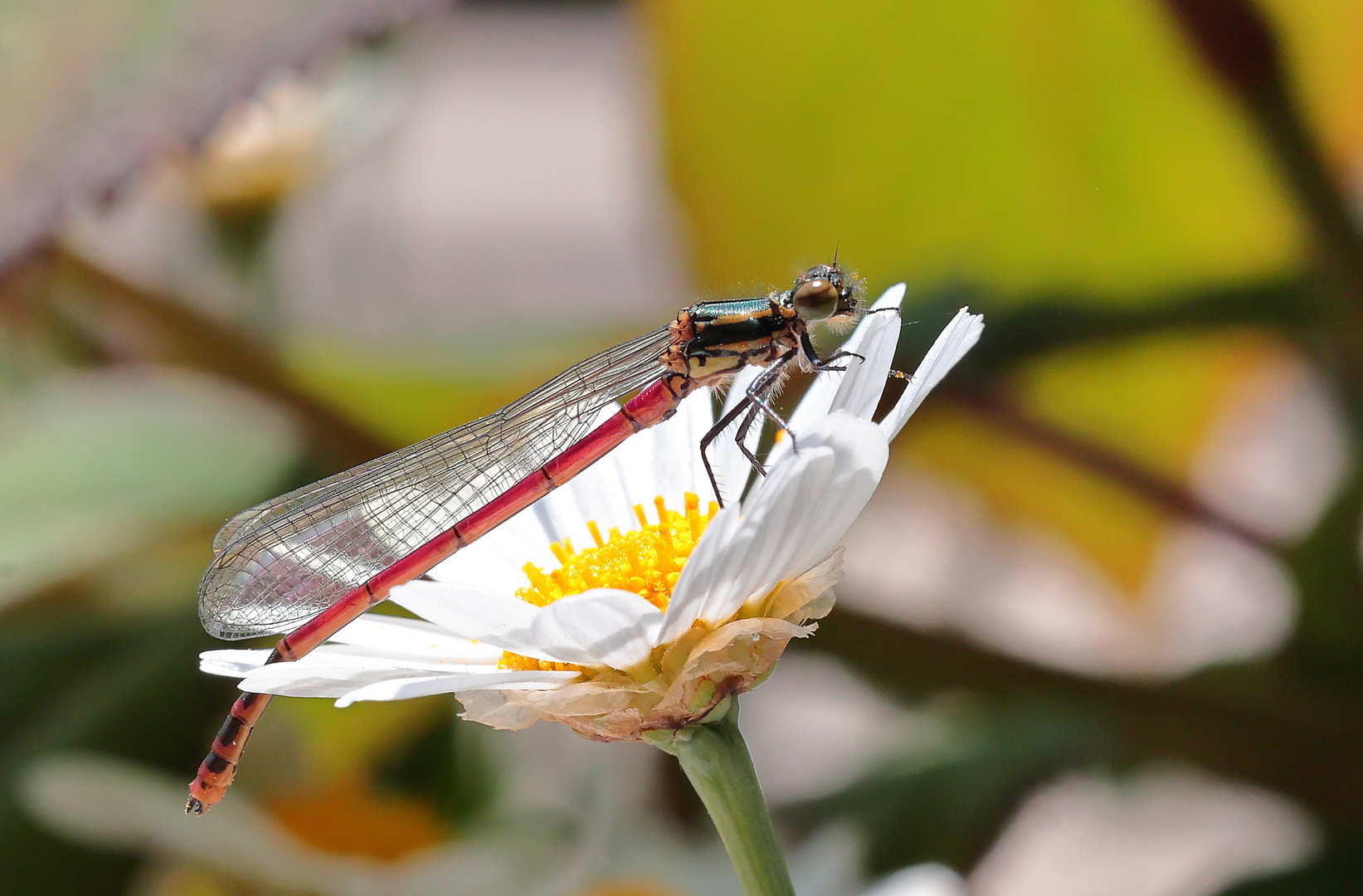  Libelle  auf Magerite