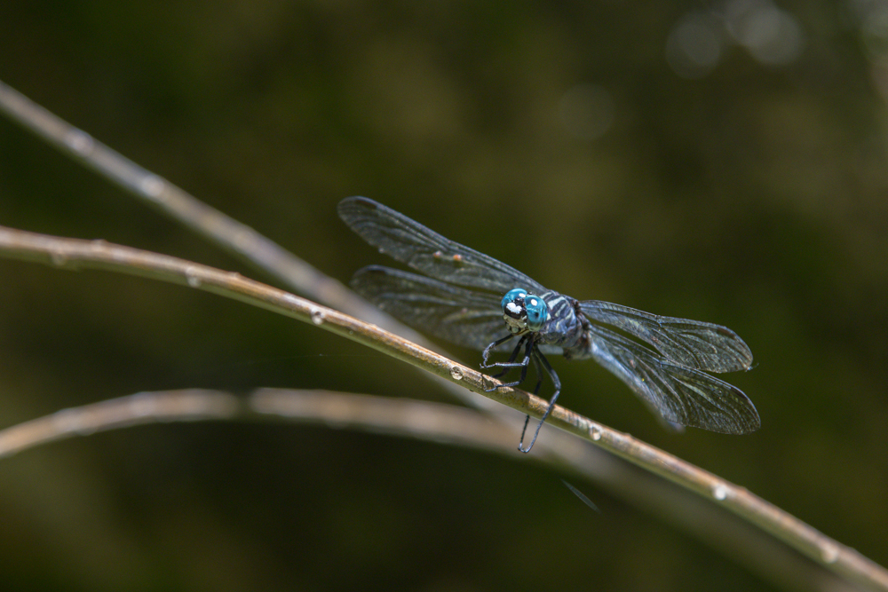 Libelle auf Mahe´