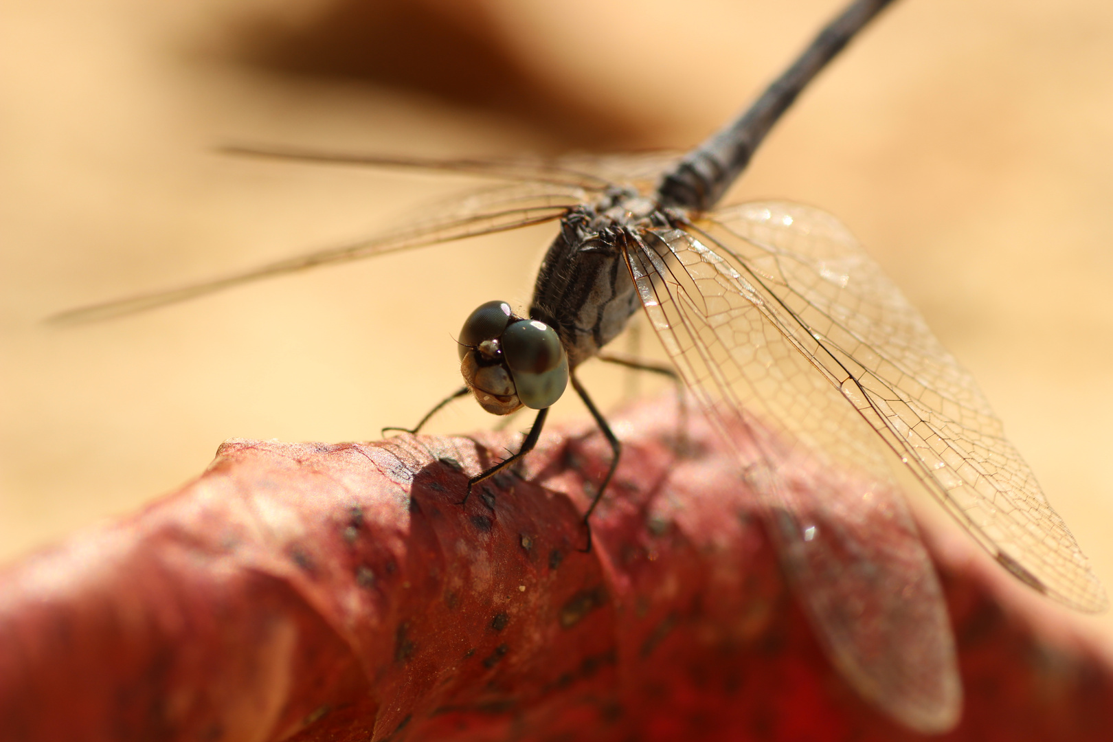 Libelle auf Mahé