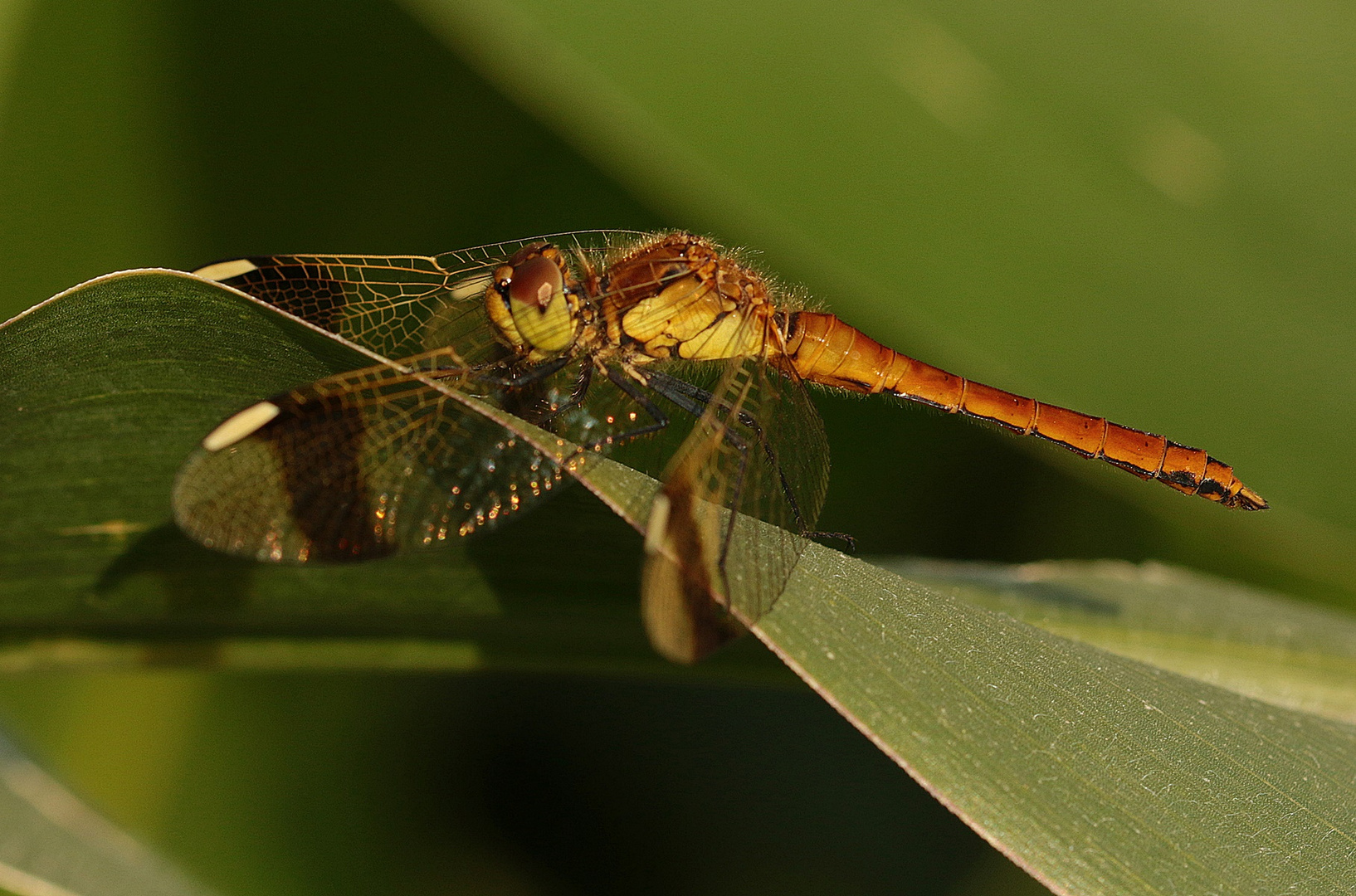 Libelle auf Maisblatt