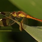 Libelle auf Maisblatt