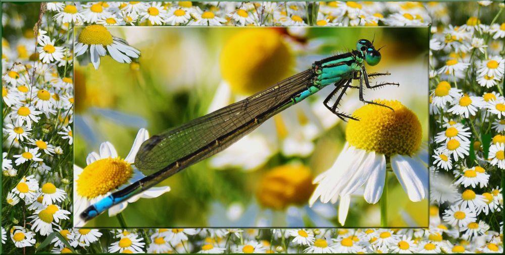 Libelle Auf Margeriten ...38)