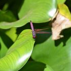 Libelle auf Mauritius