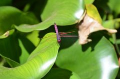 Libelle auf Mauritius