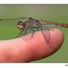 Libelle auf meinem Finger :-)