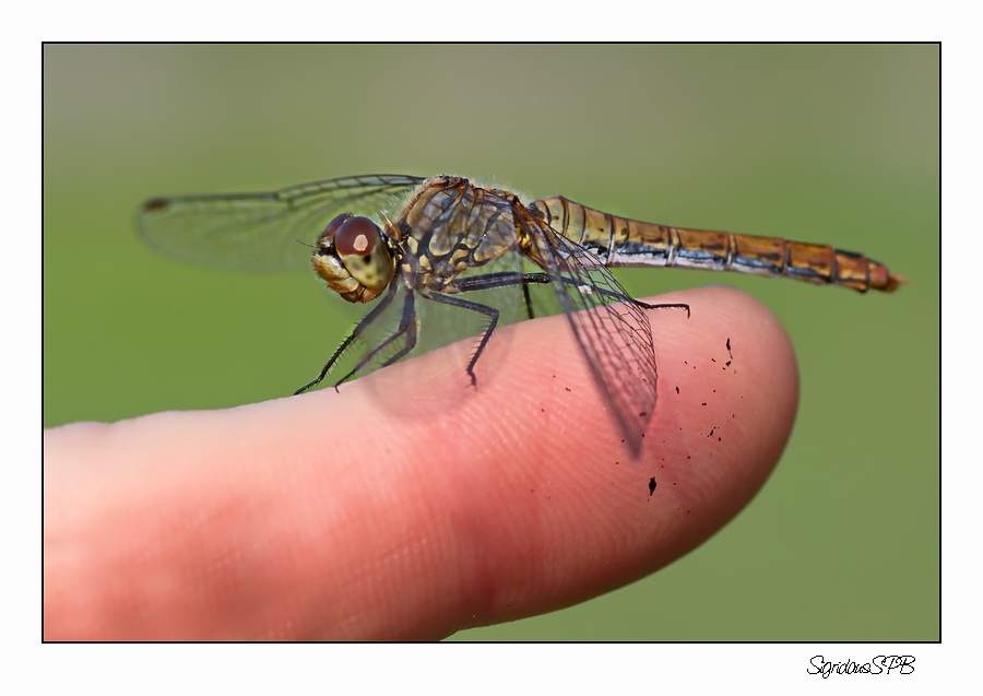 Libelle auf meinem Finger :-)