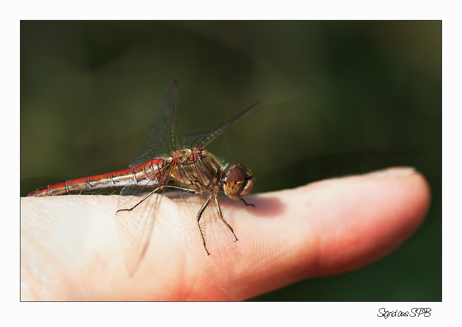 Libelle auf meinem Finger :-)