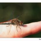 Libelle auf meinem Finger :-)