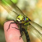 Libelle auf meinem Finger