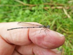 Libelle auf meinem Finger