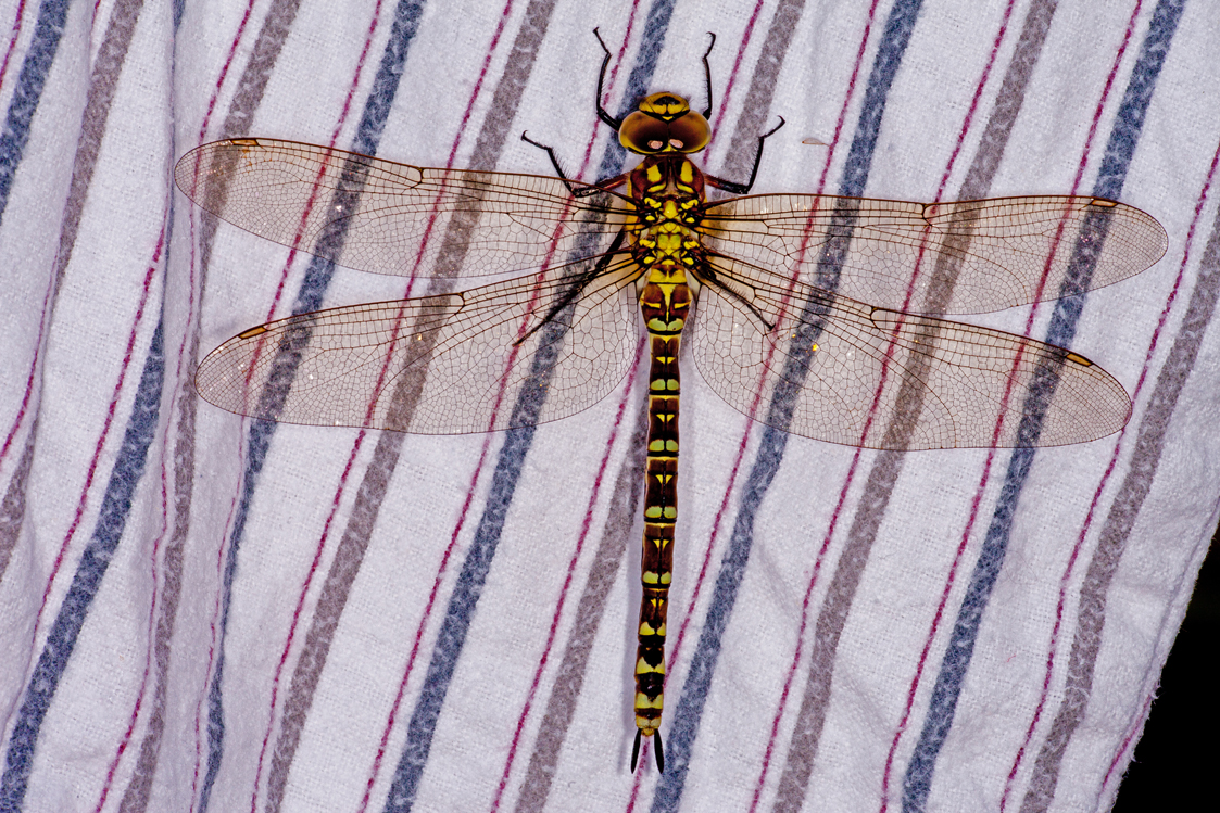 Libelle auf meinem Schlafanzug