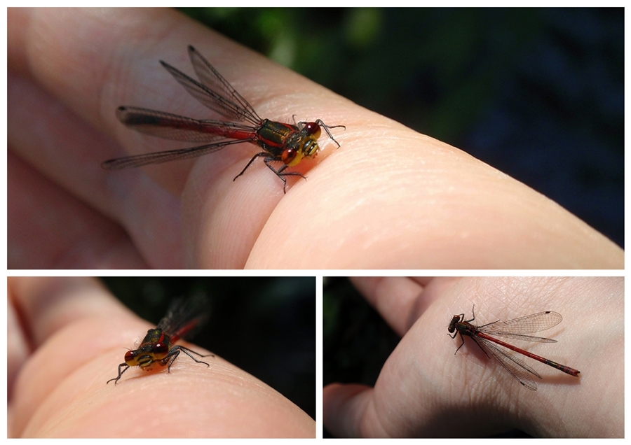 Libelle auf meiner Hand