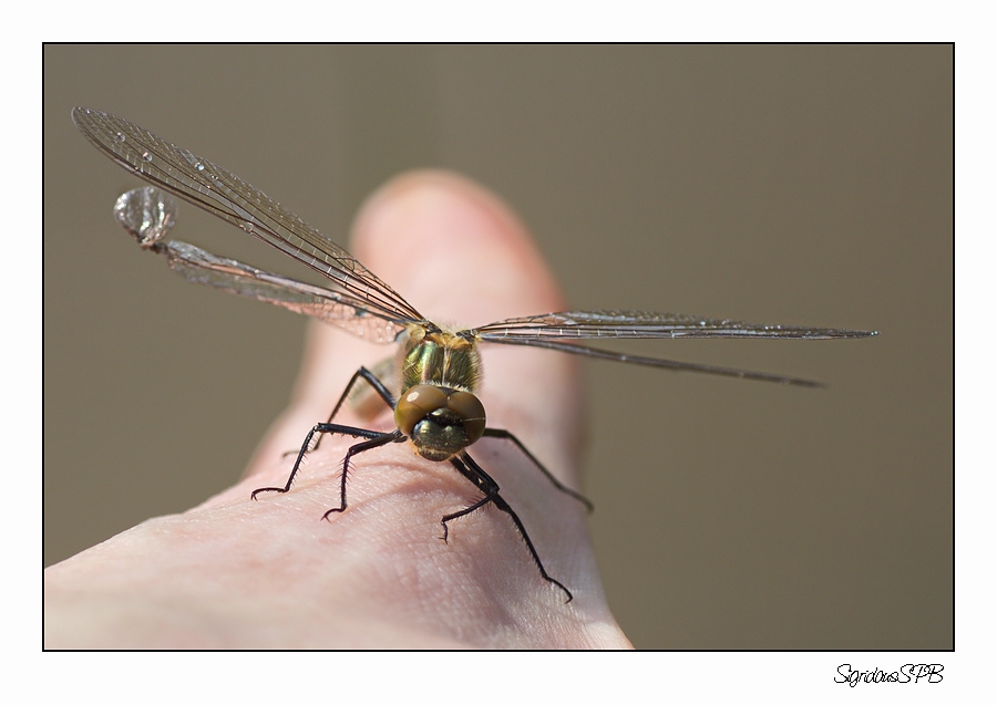 Libelle auf meiner Hand....:-)