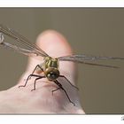 Libelle auf meiner Hand....:-)