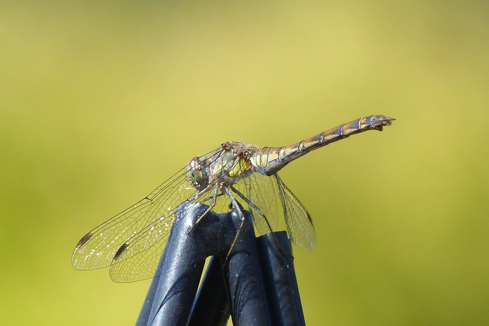 Libelle auf Metall