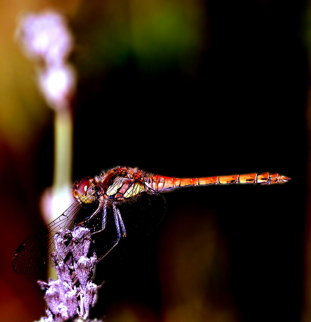 Libelle auf Nahrungssuche 