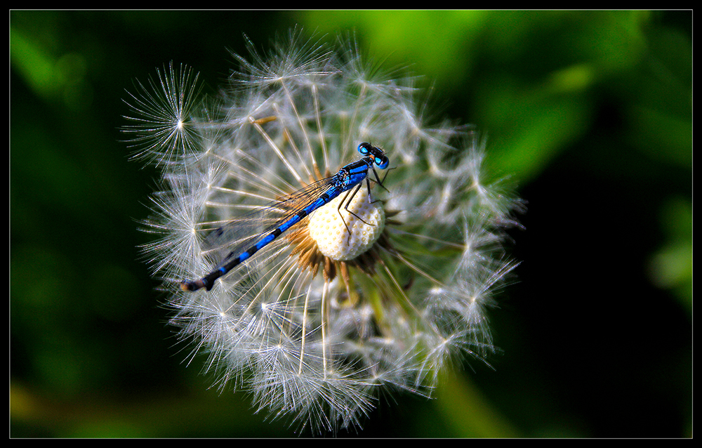 Libelle auf ner Pusteblume