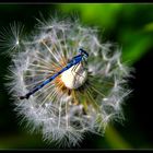 Libelle auf ner Pusteblume