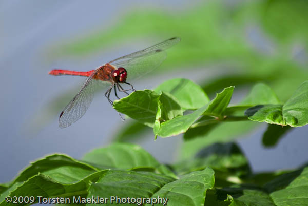 Libelle auf Pflanze