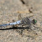 Libelle auf Pflastersteinen 