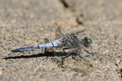 Libelle auf Pflastersteinen 