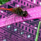 Libelle auf pinkem Flip-Flop