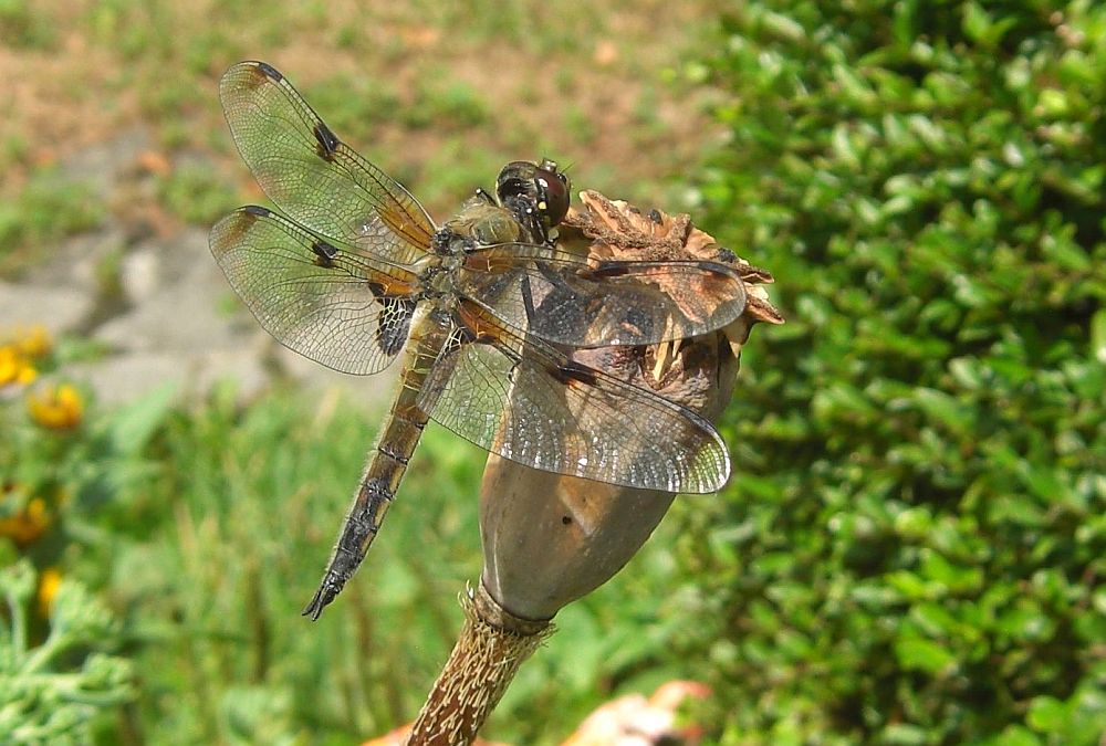 Libelle auf Raststation