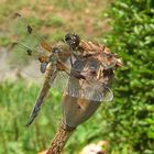 Libelle auf Raststation