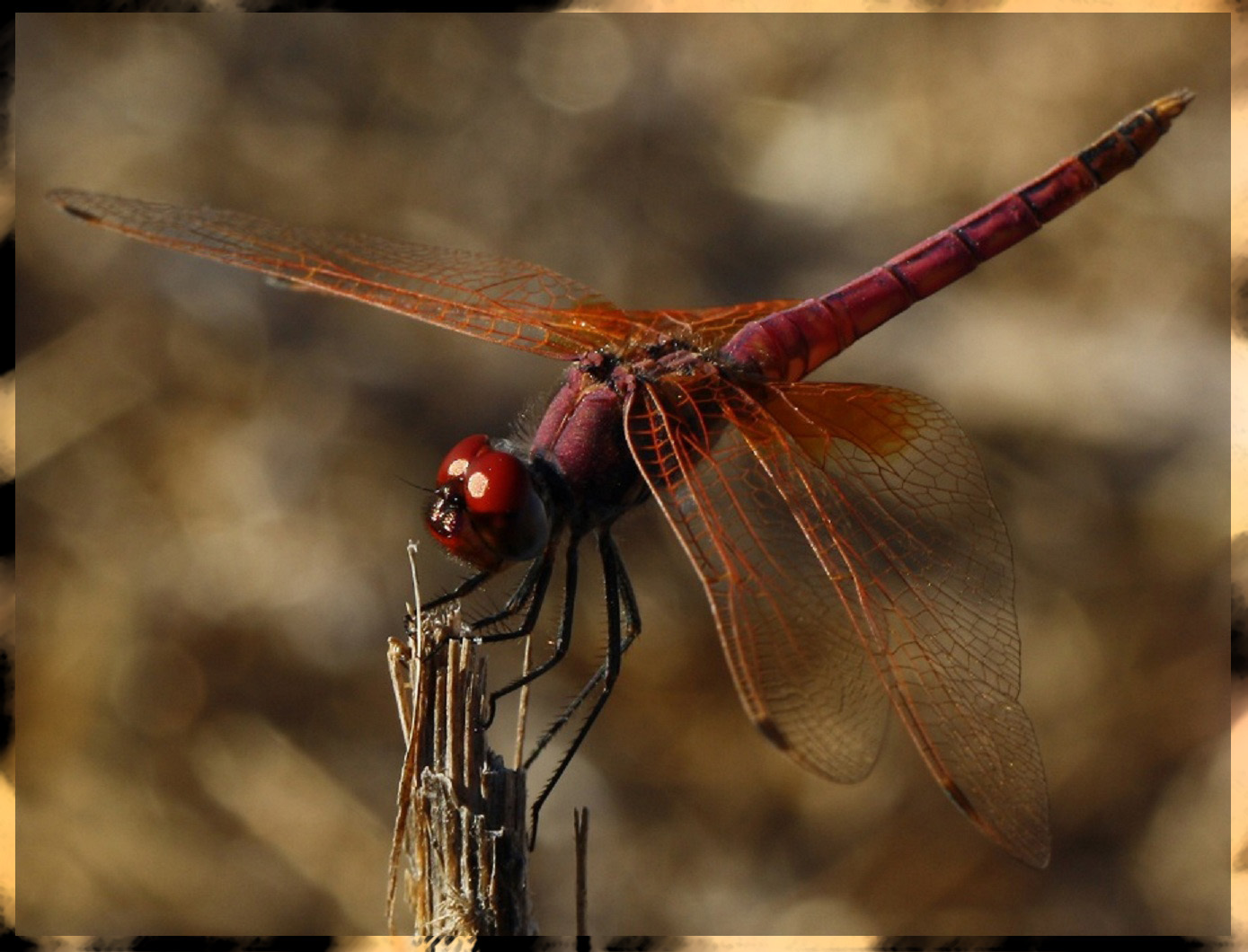 Libelle auf Rhodos