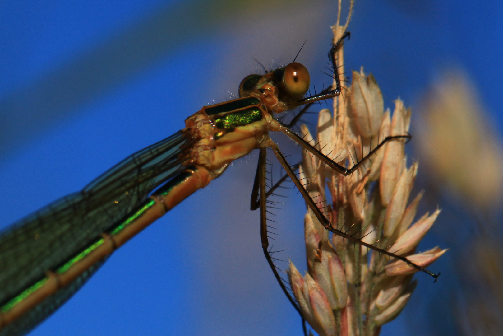 Libelle auf Roggenähre