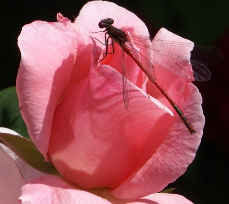 Libelle auf Rosenduft