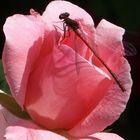 Libelle auf Rosenduft