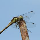 Libelle auf rostiger Stange