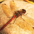 Libelle auf Sandstein