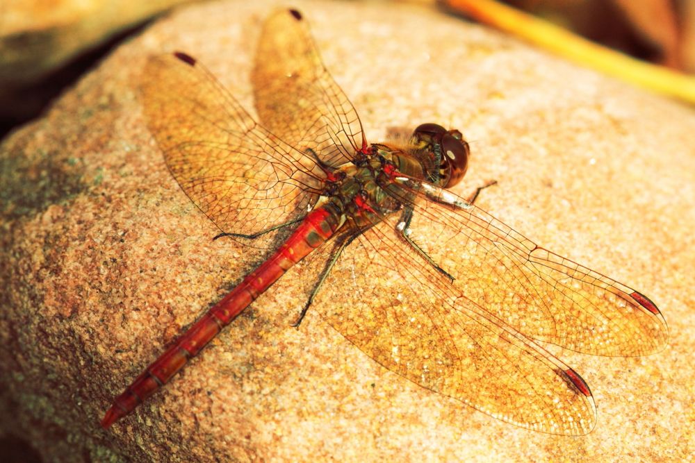 Libelle auf Sandstein