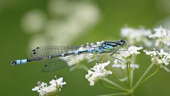 Libelle auf Schafgarbe