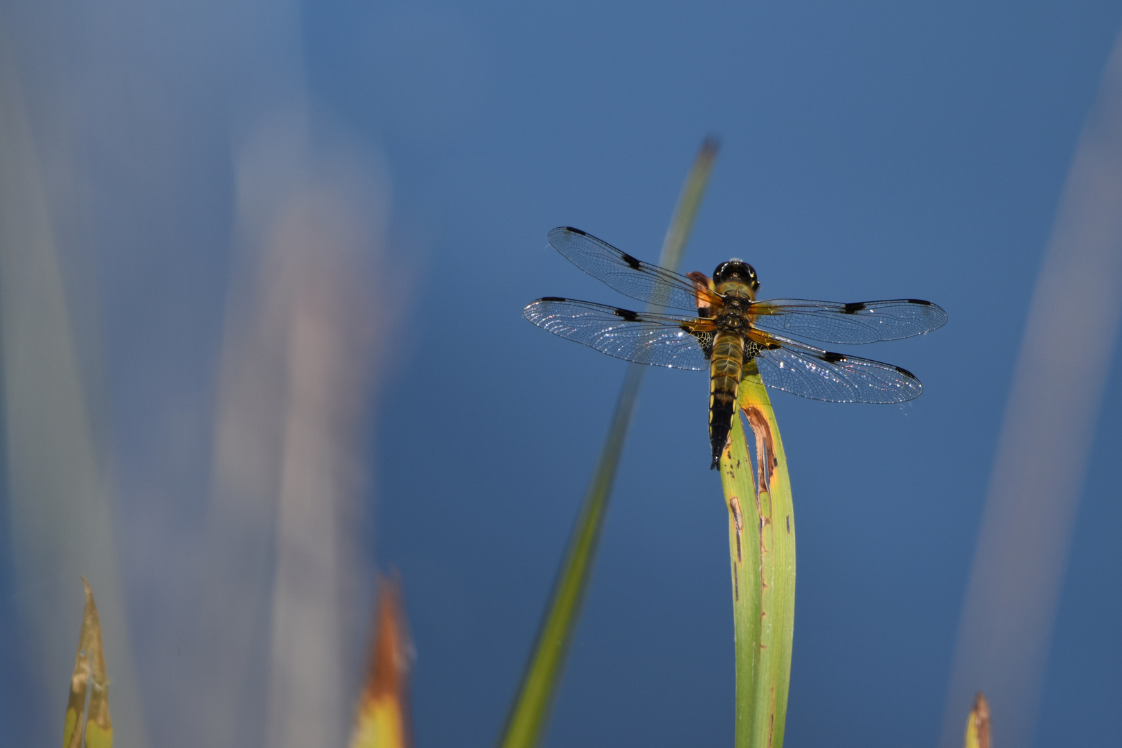 Libelle auf Schilf