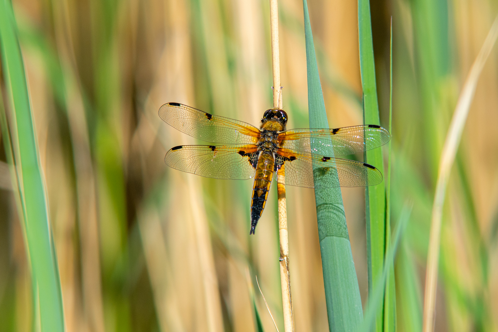 Libelle auf Schilf