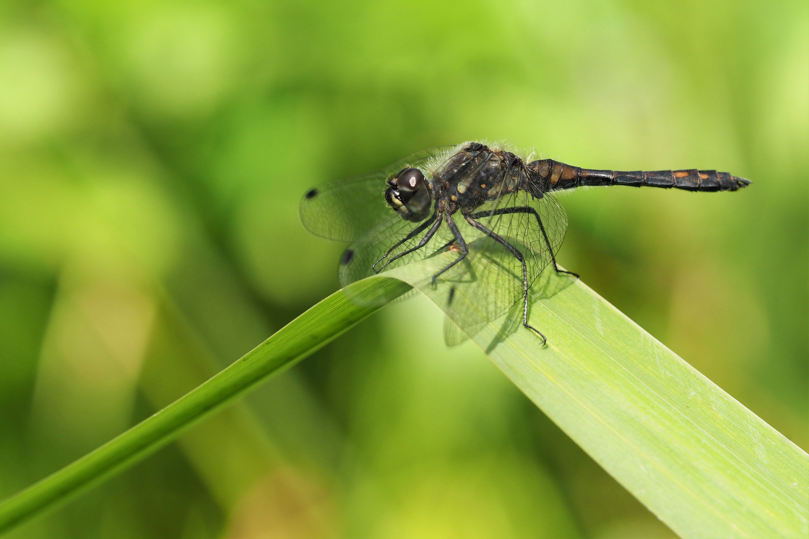 Libelle auf Schilf