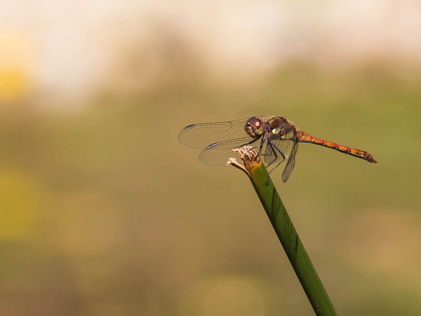 Libelle auf Schilfhalm