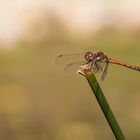 Libelle auf Schilfhalm