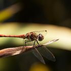 Libelle auf Schilfhalm 2