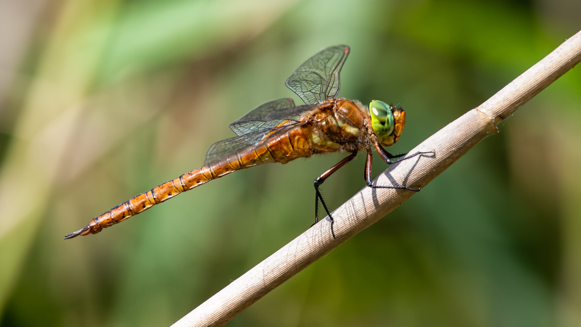 Libelle auf Schilfrohr