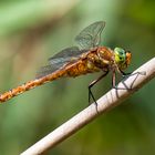 Libelle auf Schilfrohr