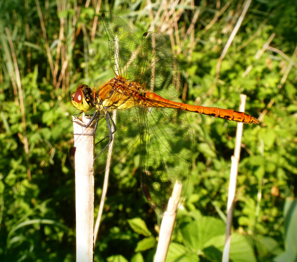 libelle auf Schilfrohr