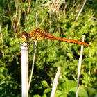 libelle auf Schilfrohr