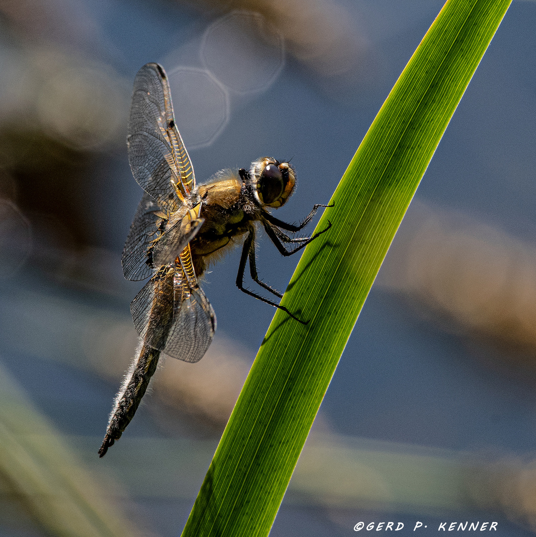 Libelle auf schmalem Grat