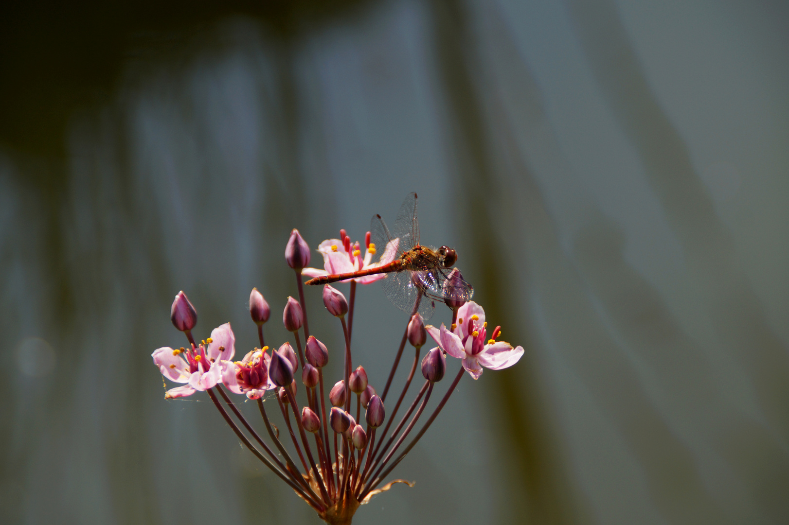 Libelle auf Schwanenblume