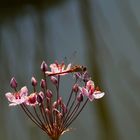 Libelle auf Schwanenblume